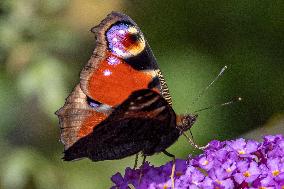 Peacock Butterfly Spotted On A Summer Lilac