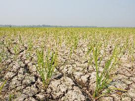 El Nino Phenomenon Causes Drought In Tangerang