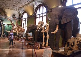 AUSTRIA-VIENNA-NATURAL HISTORY MUSEUM