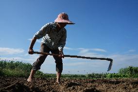 Farmer Work in Liuzhou
