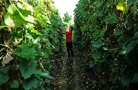 Farmer Work in Liuzhou