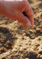 Farmer Work in Liuzhou