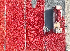 Farmers Dry Chili Peppers in Bazhou