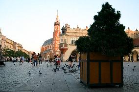 Trees On The Main Square In Krakow