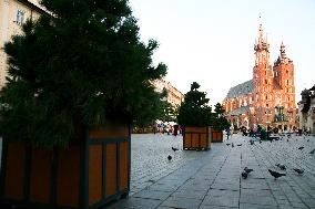 Trees On The Main Square In Krakow