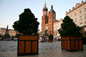 Trees On The Main Square In Krakow