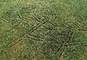 Toretalu Farm Corn Labyrinth