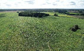 Toretalu Farm Corn Labyrinth