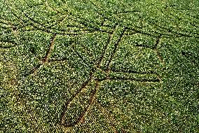 Toretalu Farm Corn Labyrinth