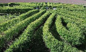 Toretalu Farm Corn Labyrinth