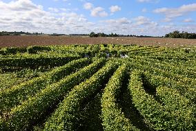 Toretalu Farm Corn Labyrinth