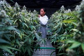 Royal Queen Seeds Opens Its Marijuana Growing Room In Bangkok.