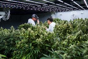 Royal Queen Seeds Opens Its Marijuana Growing Room In Bangkok.