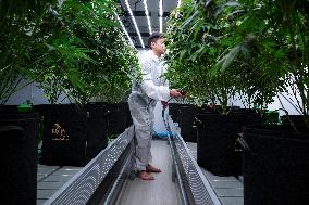 Royal Queen Seeds Opens Its Marijuana Growing Room In Bangkok.