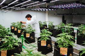 Royal Queen Seeds Opens Its Marijuana Growing Room In Bangkok.