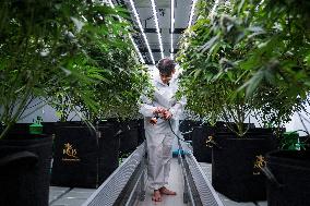 Royal Queen Seeds Opens Its Marijuana Growing Room In Bangkok.