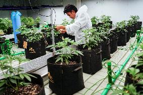 Royal Queen Seeds Opens Its Marijuana Growing Room In Bangkok.