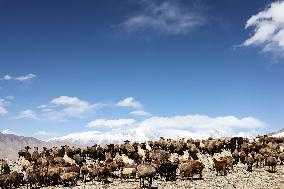 CHINA-XINJIANG-TAXKORGAN-SHEEPHERDER (CN)