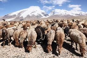 CHINA-XINJIANG-TAXKORGAN-SHEEPHERDER (CN)