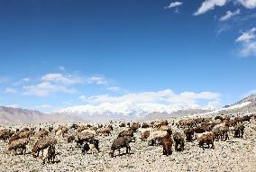 CHINA-XINJIANG-TAXKORGAN-SHEEPHERDER (CN)