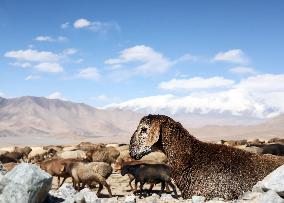 CHINA-XINJIANG-TAXKORGAN-SHEEPHERDER (CN)