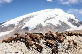 CHINA-XINJIANG-TAXKORGAN-SHEEPHERDER (CN)