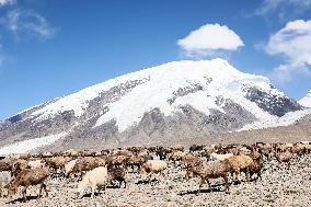 CHINA-XINJIANG-TAXKORGAN-SHEEPHERDER (CN)