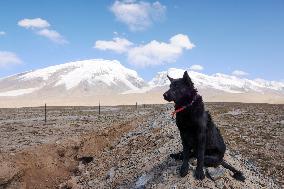 CHINA-XINJIANG-TAXKORGAN-SHEEPHERDER (CN)