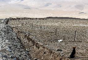 CHINA-XINJIANG-TAXKORGAN-SHEEPHERDER (CN)