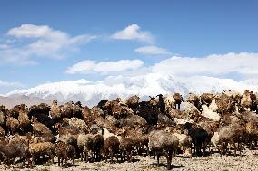 CHINA-XINJIANG-TAXKORGAN-SHEEPHERDER (CN)