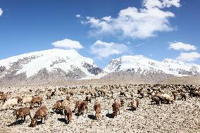 CHINA-XINJIANG-TAXKORGAN-SHEEPHERDER (CN)