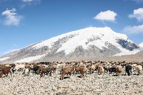 CHINA-XINJIANG-TAXKORGAN-SHEEPHERDER (CN)