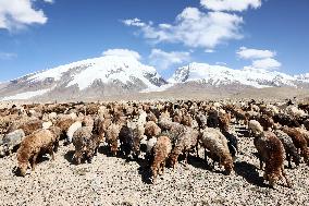 CHINA-XINJIANG-TAXKORGAN-SHEEPHERDER (CN)