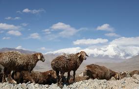 CHINA-XINJIANG-TAXKORGAN-SHEEPHERDER (CN)