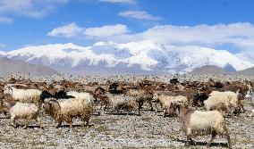 CHINA-XINJIANG-TAXKORGAN-SHEEPHERDER (CN)