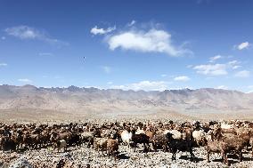 CHINA-XINJIANG-TAXKORGAN-SHEEPHERDER (CN)