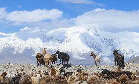 CHINA-XINJIANG-TAXKORGAN-SHEEPHERDER (CN)