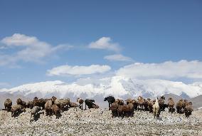 CHINA-XINJIANG-TAXKORGAN-SHEEPHERDER (CN)