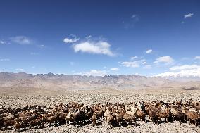 CHINA-XINJIANG-TAXKORGAN-SHEEPHERDER (CN)