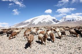 CHINA-XINJIANG-TAXKORGAN-SHEEPHERDER (CN)