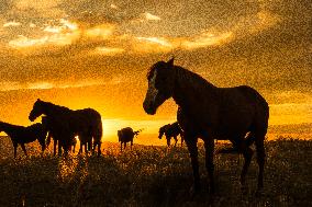 Wild Horses Of The American West