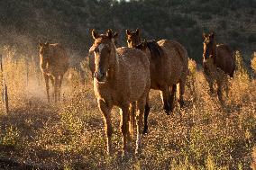 Wild Horses Of The American West