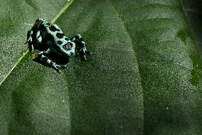 Poison Arrow Frog