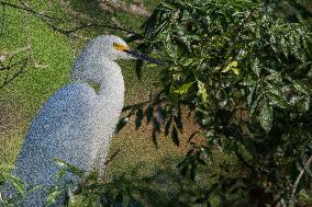 American Snowy Egret