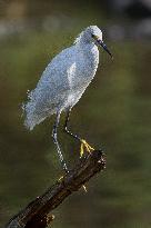American Snowy Egret