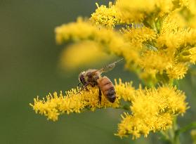 A Bee In Linköping, Sweden.