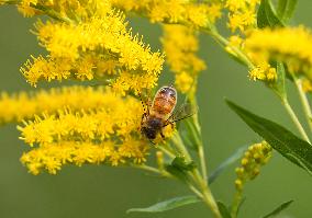 A Bee In Linköping, Sweden.