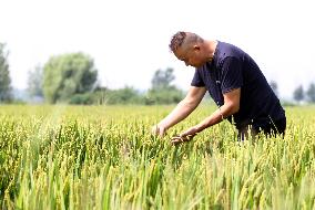 Rice Grow