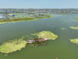 A Hairy Crab Breeding Area in Kunshan
