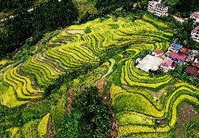 Alpine Organic Rice Ripening in Liuzhou